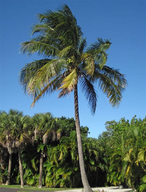 Cocos Nucifera Coconut Palm Tree Sanibel Island Florid Flickr