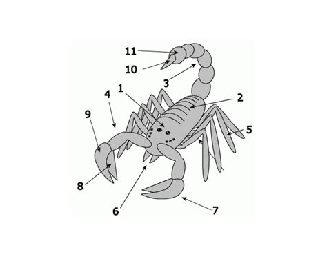 Scorpion Anatomy Quiz