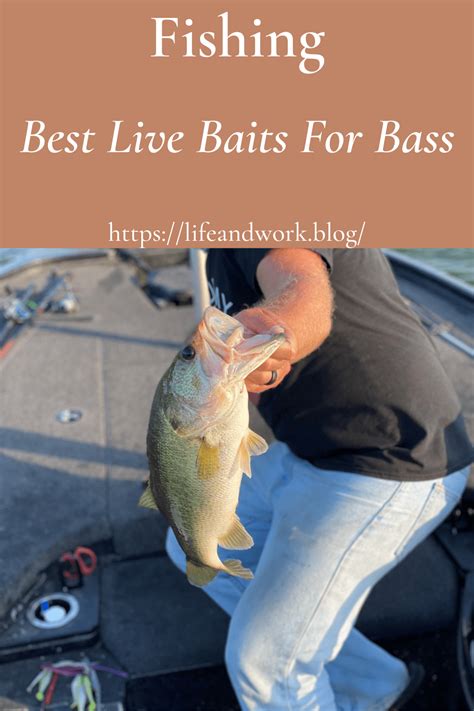 Best Live Baits For Bass