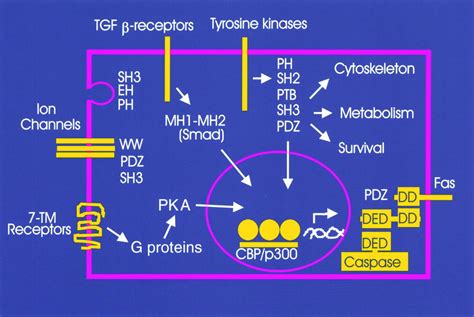 Peroxisomes A Nexus For Lipid Metabolism And Cellular Signaling Cell