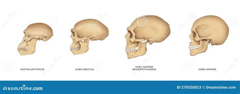 Evolution Of The Skull Human Skull Australopithecus Cartoon Vector