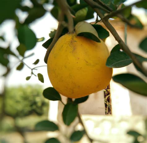 Premium Photo A Yellow Lemon Hangs From A Tree With Green Leaves