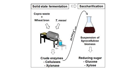 High Production Of Cellulase And Xylanase In Solid State Fermentation