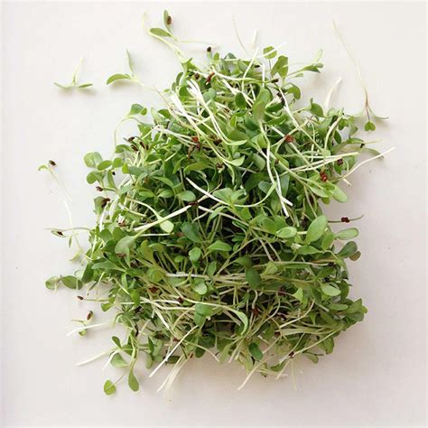 Alfalfa Microgreens and Germinations | Micro Plants Robert