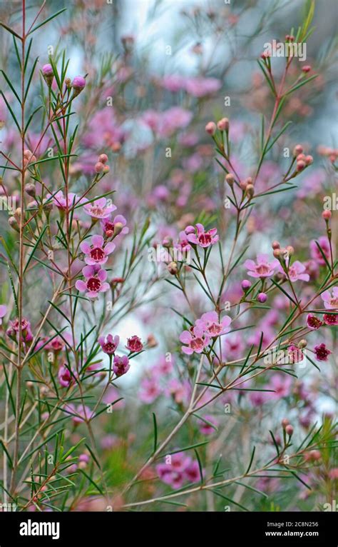 Rosa Blüten der australischen Ureinwohner Geraldton Wax Chamelaucium