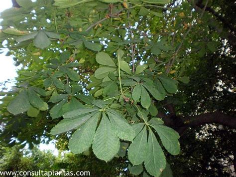 Cuidados Esenciales Para El Casta O De Indias Aesculus Indica