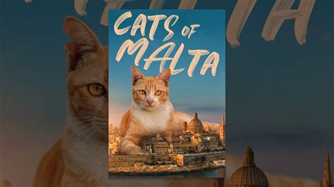 Cats Of Malta Youtube