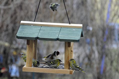 How To Attract More Types Of Birds To Your Feeders Chirp Nature Center