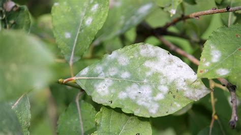 How To Protect Your Plants From Powdery Mildew