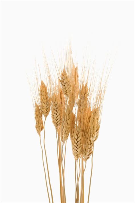 Three Stalks Of Wheat On White Background