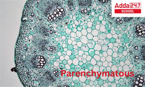 Parenchyma Cells Tissue Meaning Function And Diagram