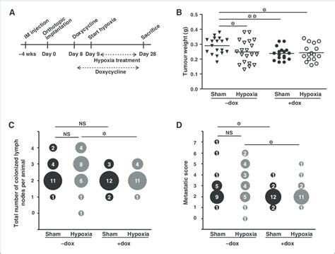 Inhibition Of Upr Signaling Suppresses Hypoxia Induced Lymph Node