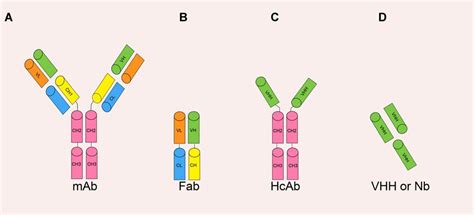 The various antibody formats: (A) mAb (monoclonal antibody); (B) Fab... | Download Scientific ...