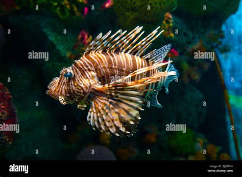 Venomous Lion Fish In Coral Reef Red Lionfish Stock Photo Alamy