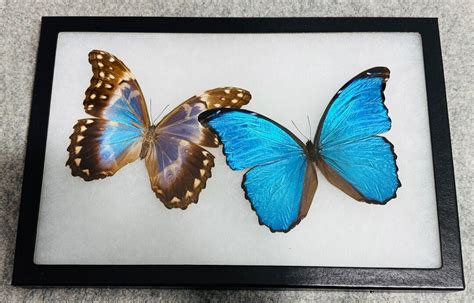 Rare Male Female Pair Of Giant Blue Morpho Butterflies Morpho Didius