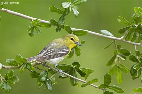 Yellow-throated Vireo – Joe Fuhrman Photography