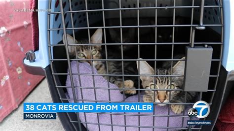 38 Cats And Kittens Rescued From Hoarder Trailer In Monrovia Officials Say Youtube