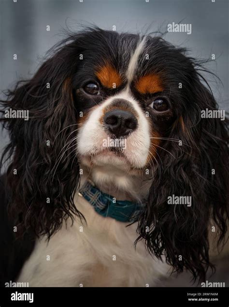 A portrait of a beautiful tri-colour King Charles Cavalier Stock Photo ...