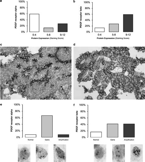 Platelet Derived Growth Factor Pdgf Receptor Protein Expression And