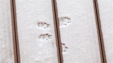 What Do Squirrel Tracks In Snow Look Like: Identification & Pictures