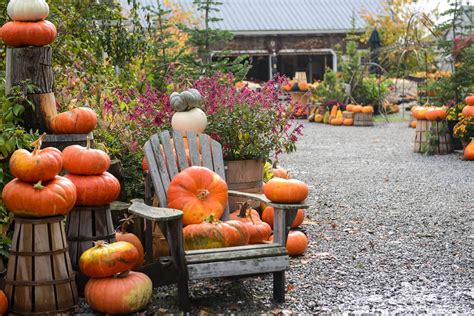 Patina Moon: A "Real" Pumpkin Farm