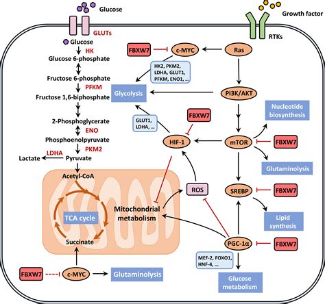 Frontiers Fbxw And The Hallmarks Of Cancer Underlying Mechanisms