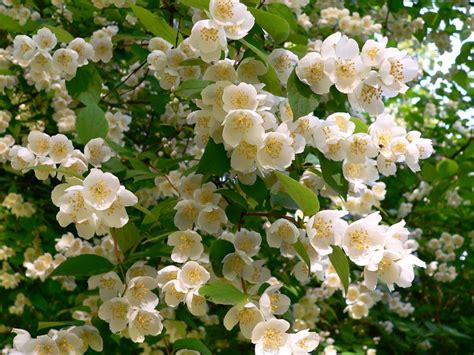 Чубушник венечный, или обыкновенный (Philadelphus coronarius)