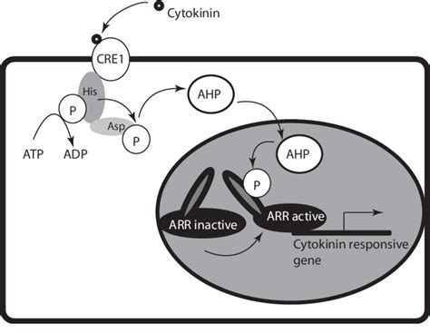 Cytokinin Signal Transduction Adapted From Aoyama And Oka 2003 The