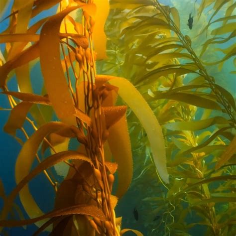 The Power of Kelp