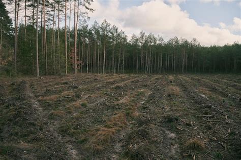 Premium Photo | Concept of deforestation and environmental damage in ...