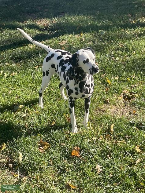 Female Dalmatian Looking For A Mate Stud Dog In United States Hudson