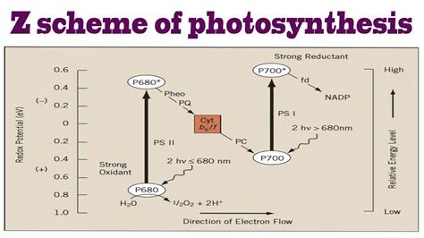 Z Scheme Of Photosynthesis