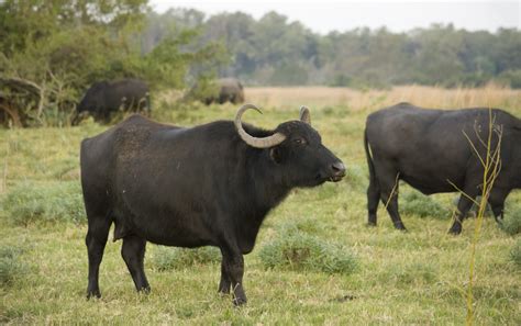 Water Buffalo Megafauna Parks W Palearctic Inaturalist