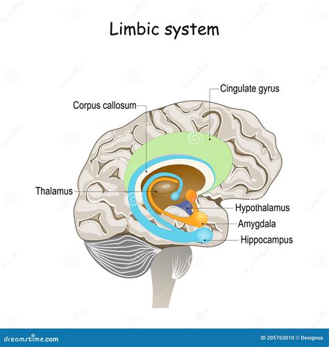 Syst Me Limbique Section De L Esprit Humain Illustration De Vecteur