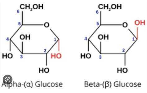 Biological Molecules Flashcards Quizlet