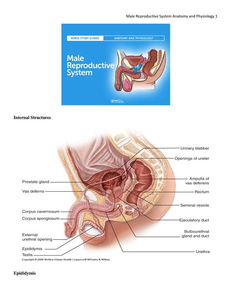 Nurseslabs~male Reproductive System Anatomy And Physiology Male