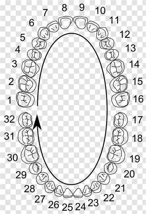 Printable Teeth Number Chart