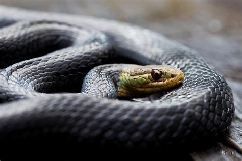 "Marsh Snakes (Hemiaspis signata)" by Normf | Redbubble