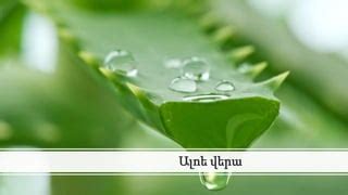 Aloe Vera Ppt