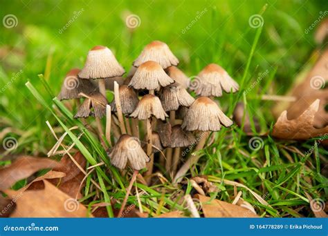 Magnifique Bouquet De Champignons Bruns Pâles Sur Un Moignon Dans Le