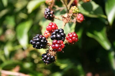 Royalty Free Photo Macro Shot Of Wild Berries Image Captured In Kent