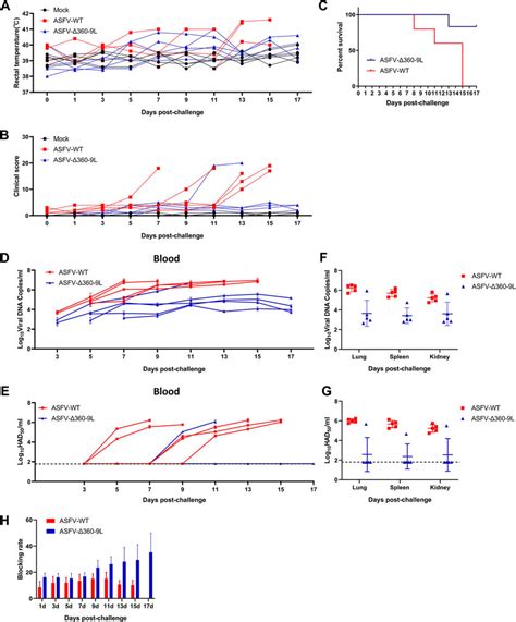 Deletion Of Mgf L Reduces Asfv Virulence In Pigs A The Kinetics