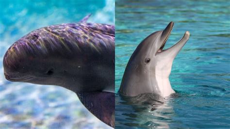 What Is The Difference Between A Porpoise And A Dolphin Online Field