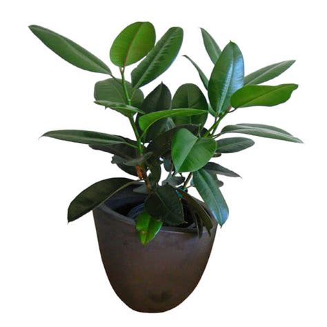 Rubber Tree Rubber Plant Ficus Elastica Robusta Plant Ks Garden