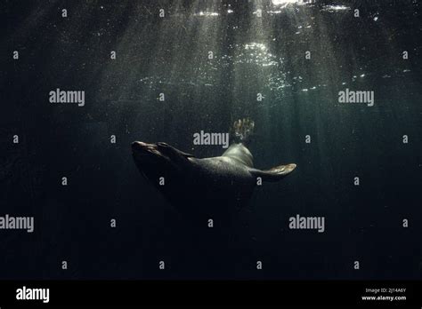 Common seal swimming underwater Stock Photo - Alamy