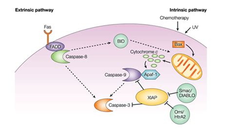 Do Mcf 7 Cancer Cells Activate Caspase 3 During Apoptosis