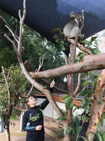 Gallery: AWFC visit Melbourne Zoo! | Gallery | News | Arsenal.com