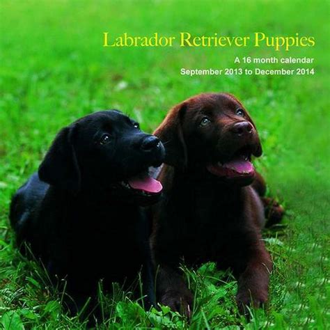 Labrador Retriever Puppies 2014 Wall Calendar Magnum Calendars