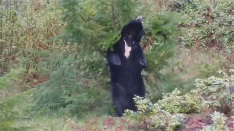 Black Bear Up From Hibernation Has A Good Back Scratch In Anmore Bc