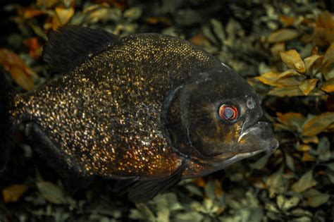 gambar hewan margasatwa bawah air amfibi fauna merapatkan